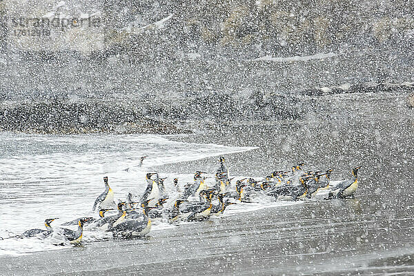 Gruppe von Königspinguinen (Aptenodytes patagonicus)  die nach dem Schwimmen im Südpolarmeer bei Schneefall das Ufer erreichen; Insel Südgeorgien  Antarktis