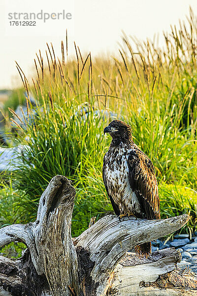 Unreifer Weißkopfseeadler  Haliaeetus leucocephalus  sitzt auf Treibholz.