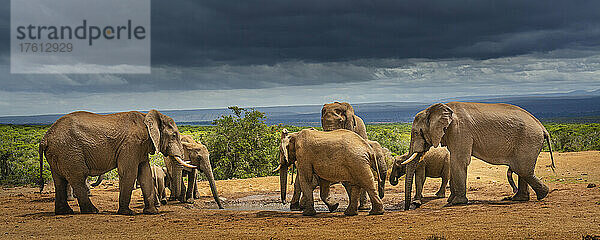 Afrikanische Elefanten (Loxodonta) versammeln sich an einer Wasserstelle im Addo-Elefanten-Nationalpark unter einem stürmischen Himmel; Ostkap  Südafrika