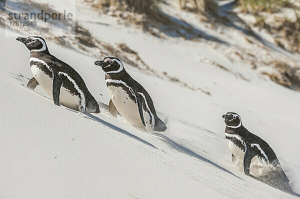 Magellanpinguine (Spheniscus magellanicus)  die einen sandigen Hang hinaufgehen; Falklandinseln  Antarktis