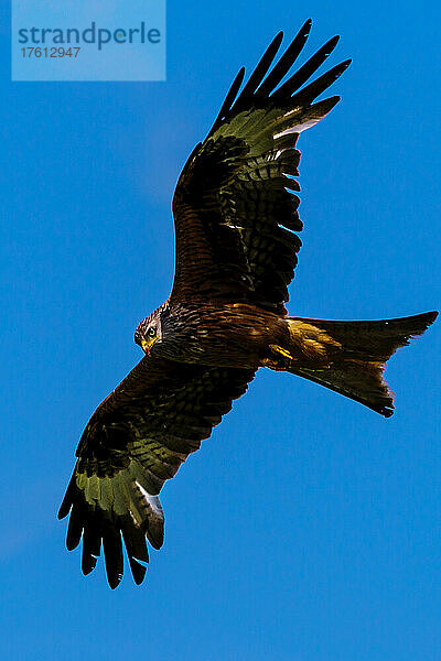 Falke fliegt vor einem strahlend blauen Himmel über uns; Wagrain  Österreich