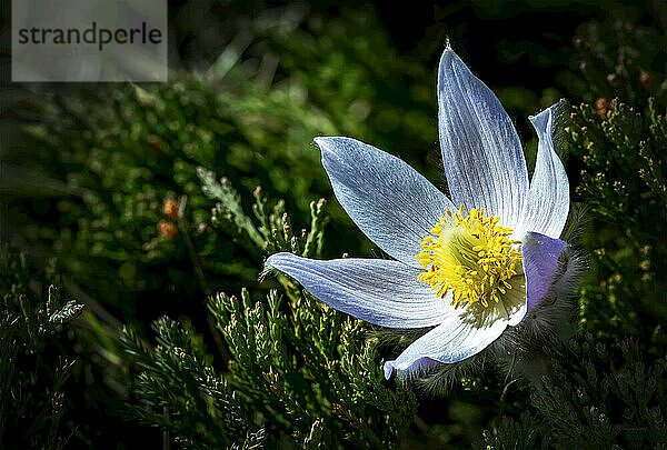 Extreme Nahaufnahme eines vollständig geöffneten violetten Krokus in einem grünen Busch mit einem leuchtenden Inneren; Calgary  Alberta  Kanada