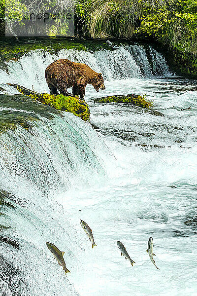 Braunbär  Ursus arctos  beim Fischen auf Sockeye-Lachs an den Brooks Falls.