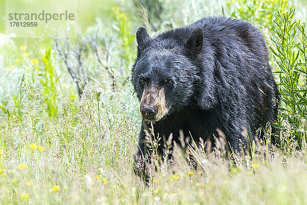 Nahaufnahme eines amerikanischen Schwarzbären (Ursus americanus)  der durch das grasbewachsene Gebüsch im Yellowstone National Park läuft. Der Amerikanische Schwarzbär ist eine von acht Bärenarten auf der Welt und eine von drei auf dem nordamerikanischen Kontinent; Wyoming  Vereinigte Staaten von Amerika