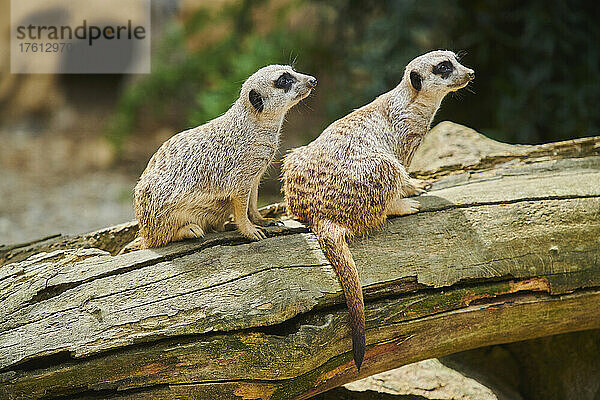 Zwei Erdmännchen (Suricata suricatta)  die aufmerksam auf einem Baumstamm sitzen und nach rechts schauen  in Gefangenschaft; Bayern  Deutschland