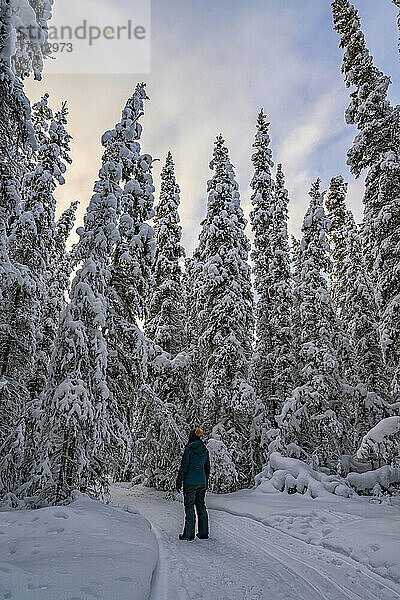 Blick von hinten auf eine Frau  die im Winter durch einen verschneiten Wald geht; Whitehorse  Yukon  Kanada