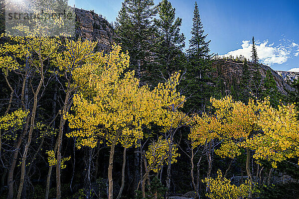 Raue Landschaft mit Bäumen in leuchtenden Herbstfarben unter blauem Himmel  Rocky Mountain National Park; Colorado  Vereinigte Staaten von Amerika