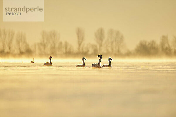 Höckerschwäne (Cygnus olor) schwimmen bei Sonnenaufgang auf der Donau; Bayern  Deutschland