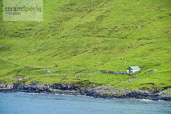 Schuppen in der Nähe des Meeresufers mit weidenden Schafen am grasbewachsenen Berghang  Blick von der aus Island kommenden Inselfähre MS Norröna  Fahrt durch die Insel der Färöer  ein autonomes dänisches Territorium; Färöer Inseln