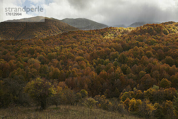 Herbstlicher Wald im Parco Nazionale d'Abruzzo y Molise  Italien; Parco Nazionale d'Abruzzo y Molise  Provinz Abruzzen  Italien.