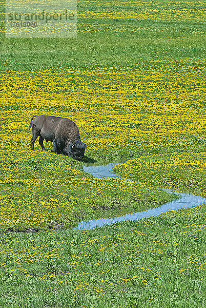 Amerikanischer Bison (Bison bison) beim Grasen in einem Löwenzahnfeld auf offenem Gelände neben einem Bach; Yellowstone National Park  Wyoming  Vereinigte Staaten von Amerika