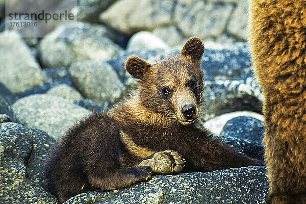 Porträt eines Braunbärenjungen (Ursus arctos)  der auf den Felsen im Katmai National Park liegt; Alaska  Vereinigte Staaten von Amerika