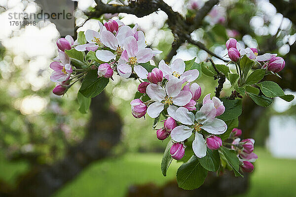 Blühender Hausapfelbaum (Malus domestica) im Bayerischen Wald; Bayern  Deutschland