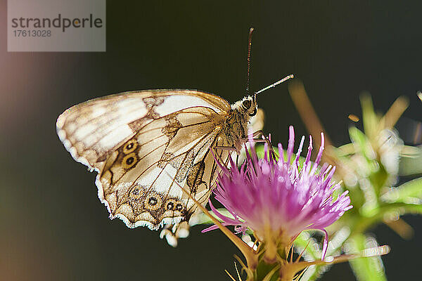 Iberischer Marmorierter Weißling (Melanargia lachesis) auf einer Pflanze sitzend; Katalonien  Spanien