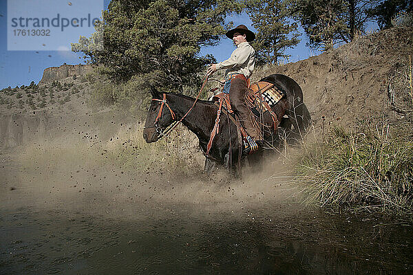 Trainer reitet auf seinem Mustang eine steile Böschung hinunter; Prineville  Oregon  Vereinigte Staaten von Amerika