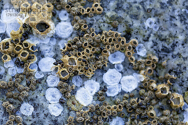 Detailaufnahme von Meereslebewesen auf der Oberfläche eines Felsens am Strand von Sechelt Beach an der Sunshine Coast von BC  Kanada; British Columbia  Kanada