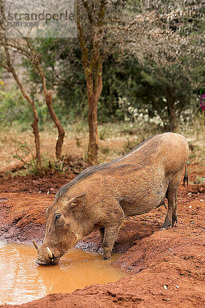 Warzenschwein (Phacochoerus africanus) beim Trinken an einem Wasserloch im Elefantenwaisenhaus des Sheldrick Wildlife Trust; Nairobi  Kenia