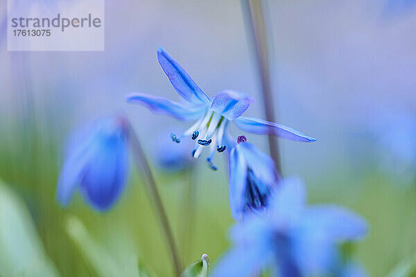 Blüten des Sibirischen Storchschnabels (Scilla siberica); Bayern  Deutschland