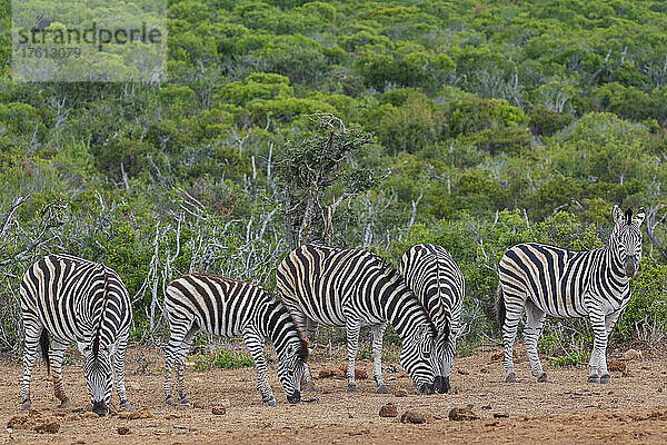 Zebras (Equus zebra) beim Grasen in der Savanne im Addo Elephant National Park; Ostkap  Südafrika