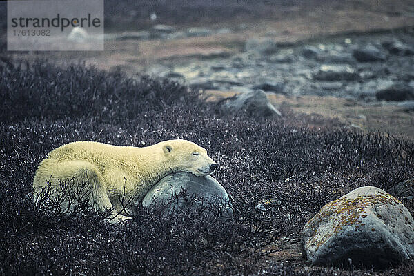 Eisbär  Ursus maritimus  schläft mit dem Kopf auf einem Felsen.