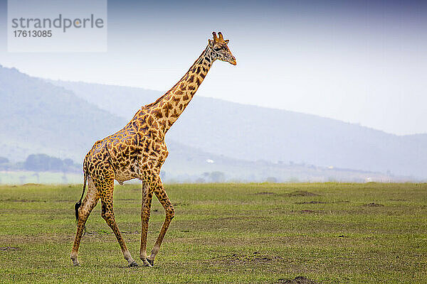 Eine Giraffe (Giraffa)  die in einem Feld im Grasland der Savanne spazieren geht  mit einer dunstigen Silhouette der Berge im Hintergrund; Maasai Mara National Park  Kenia  Afrika