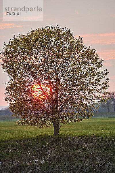 Spitzahorn (Acer platanoides) bei Sonnenuntergang; Bayern  Deutschland