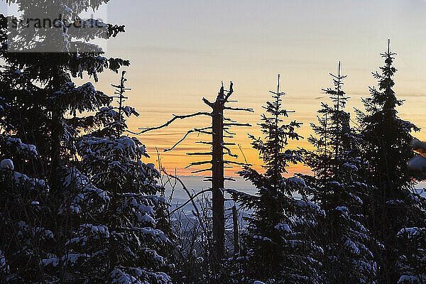 Baumstamm und Fichten (Picea abies) bei Sonnenuntergang auf dem Berg Lusen im Bayerischen Wald; Bayern  Deutschland
