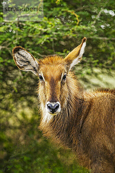 Nahaufnahme eines weiblichen Wasserbocks (Kobus ellipsiprymnus) im Nairobi National Park; Kenia