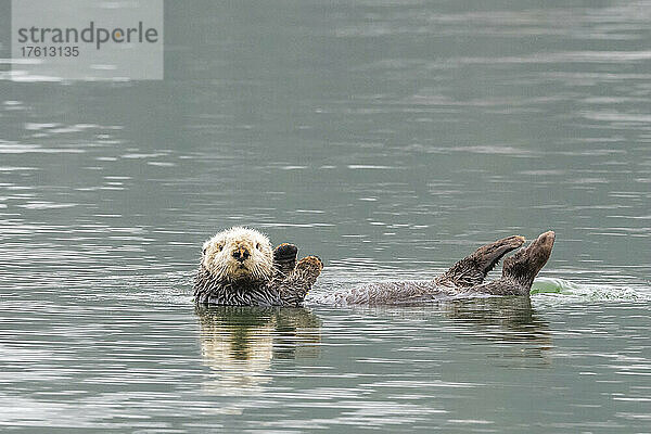 Nahaufnahme eines jungen Seeotters (Enhydra lutris)  der in die Kamera schaut und im Wasser liegt  im Glacier Bay National Park; Südost-Alaska  Alaska  Vereinigte Staaten von Amerika