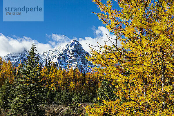 Goldene Lärchen und die zerklüfteten kanadischen Rocky Mountains im Larch Valley im Banff National Park; Alberta  Kanada