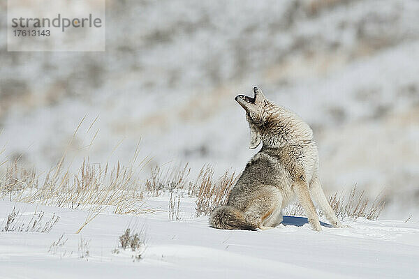 Ein Kojote (Canis latrans) sitzt im Schnee und schaut heulend nach oben; Yellowstone National Park  Wyoming  Vereinigte Staaten von Amerika