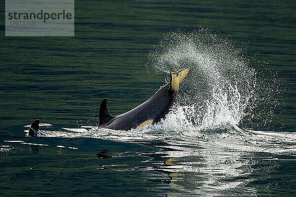 Ein Killerwal-Kalb spritzt mit seinem Schwanz an die Oberfläche.