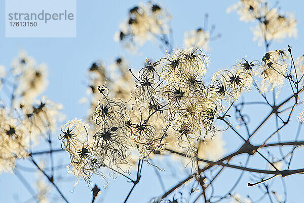 Altmannsbart und Reiselust (Clematis vitalba) vor blauem Himmel; Bayern  Deutschland