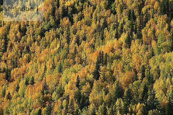 Luftaufnahme eines Waldes  Thompson River Valley  British Columbia  Kanada