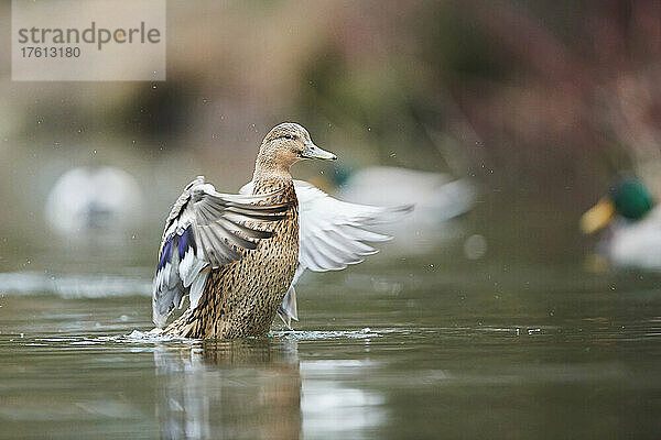 Stockente (Anas platyrhynchos)  weiblich  mit Flügeln schlagend auf einem See; Bayern  Deutschland