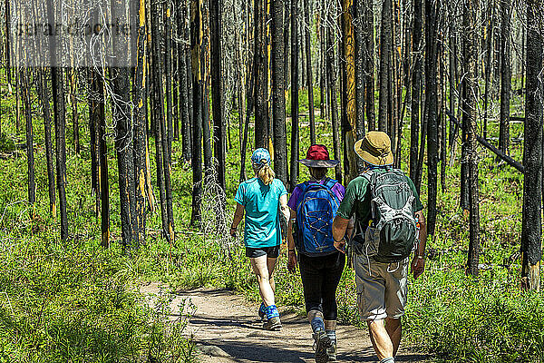 Drei Wanderer auf einem Pfad in einem verbrannten Wald  Waterton Lakes National Park; Waterton  Alberta  Kanada
