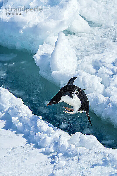 Ein Adeliepinguin springt zwischen Eisschollen.