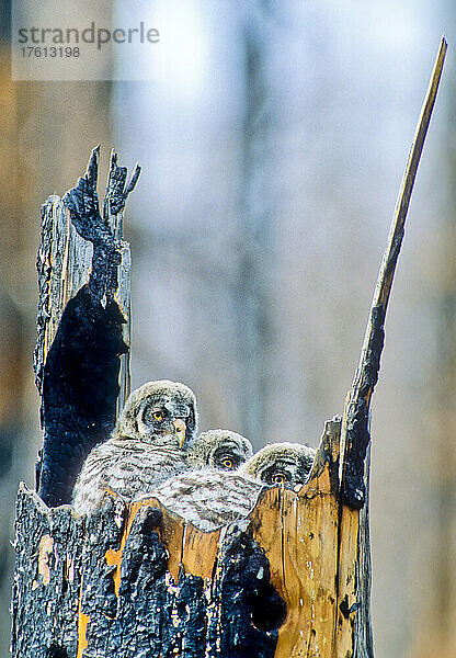 Drei Steinkäuze (Strix nebulosa) sitzen in einem ausgebrannten Baumnest  drehen ihre Köpfe und schauen in die Kamera im Yellowstone National Park; Wyoming  Vereinigte Staaten von Amerika