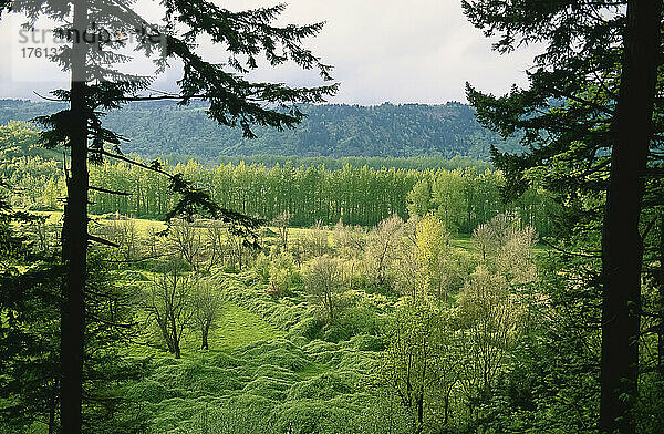 Columbia Gorge  Oregon  USA