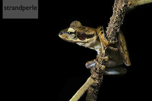 Ein Laubfrosch im Regenwald; Gunung Mulu National Park  Sarawak  Borneo  Malaysia.