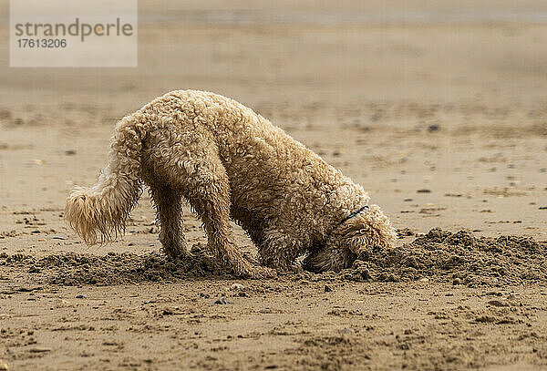 Blonder Kakadu-Hund beim Graben im Sand am Strand; Sunderland  Tyne and Wear  England