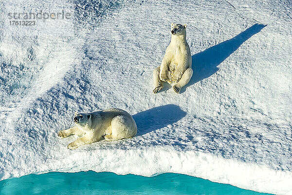 Spaß in der Sonne. Eisbärenjunge (Ursus maritimus) ruhen sich auf einer Eisscholle aus.