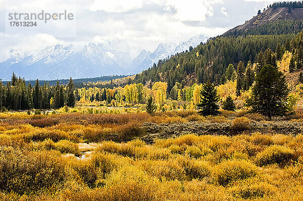 Goldene Herbstfarben der Sträucher und Pappeln entlang des Pacific Creek im Yellowstone National Park mit den blauen  schneebedeckten Bergen der Teton Range im Grand Teton National Park; Wyoming  Vereinigte Staaten von Amerika