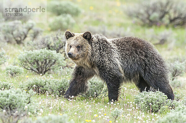 Porträt eines Braunbären (Ursus arctos)  der über eine Salbeibuschwiese läuft; Yellowstone National Park  Vereinigte Staaten von Amerika