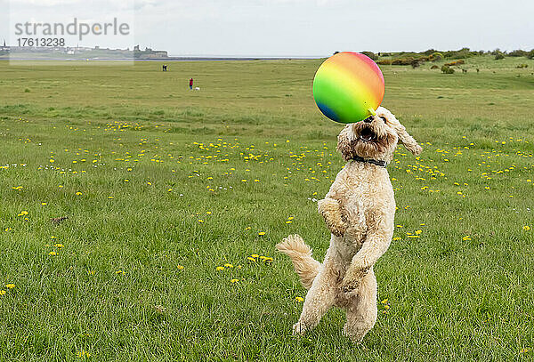 Hund spielt mit einem bunten Ball auf einem Feld; South Shields  Tyne and Wear  England