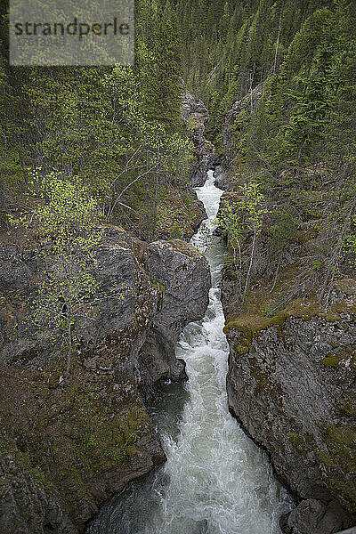 Rauschender Fluss  der durch eine Schlucht in einem zerklüfteten Waldgebiet entlang des Highway 16 zwischen Terrace und Prince George in BC  Kanada  fließt; British Columbia  Kanada
