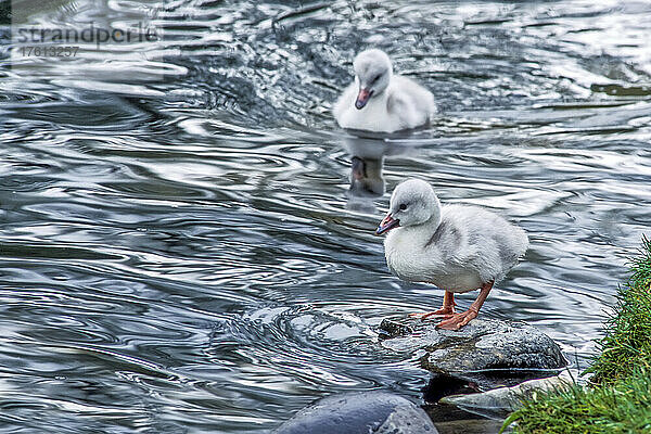 Zwei Trompeterschwan-Jungvögel (Cygnus buccinator)  einer schwimmt im Wasser  der andere steht auf einem Felsen in Ufernähe; Yellowstone National Park  Vereinigte Staaten von Amerika