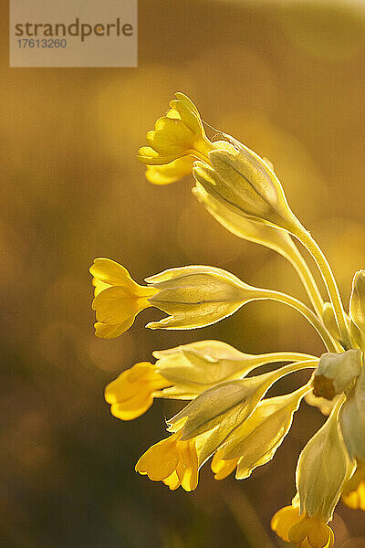 Gewöhnliche Schlüsselblume oder Schlüsselblume (Primula veris); Bayern  Deutschland