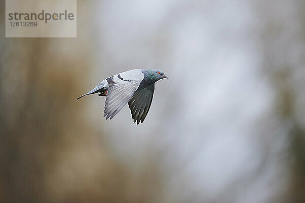 Wildtaube (Columba livia domestica) im Flug; Regensburg  Oberpfalz  Bayern  Deutschland