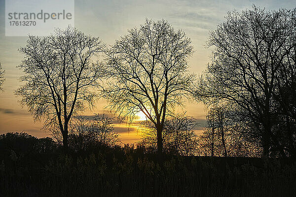 Silhouettierte Bäume mit einer glühenden Sonne bei Sonnenuntergang; Bayern  Deutschland